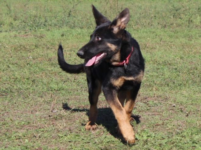 German Shepherd Dog puppy for sale