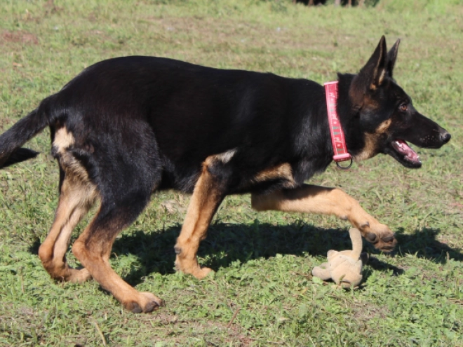 German Shepherd Dog puppy for sale