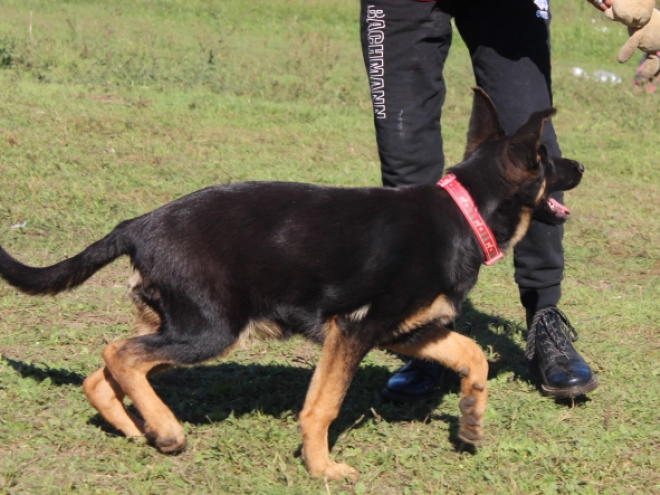 German Shepherd Dog puppy for sale