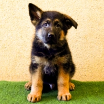 Rex, the Wonder Dog, black and tan Pastor Alemán en venta