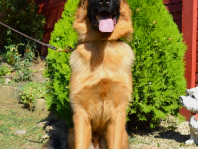German Shepherd Dog puppy for sale