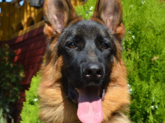 German Shepherd Dog puppy for sale