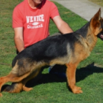 Rex, the Wonder Dog, black and tan German Shepherd Dog for sale