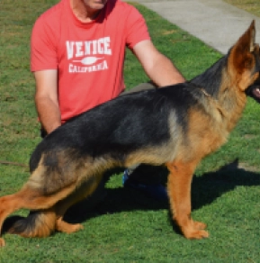German Shepherd Dog puppy for sale