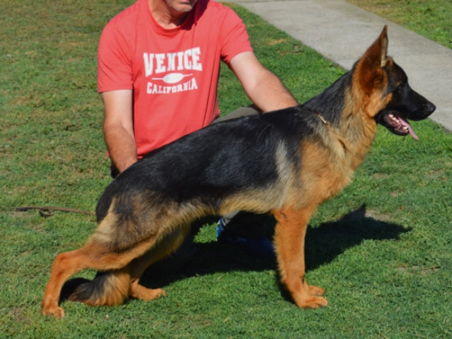 German Shepherd Dog puppy for sale
