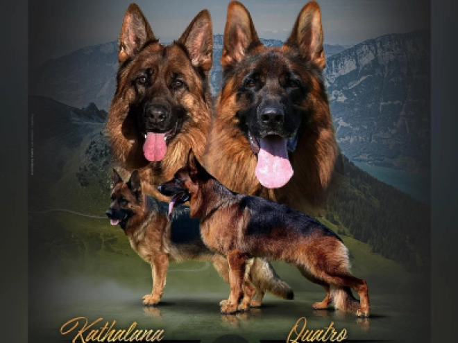 German Shepherd Dog puppy for sale