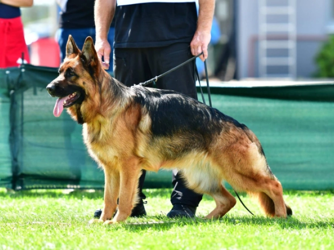 German Shepherd Dog puppy for sale