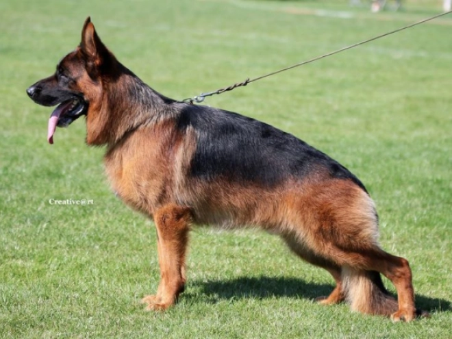 German Shepherd Dog puppy for sale
