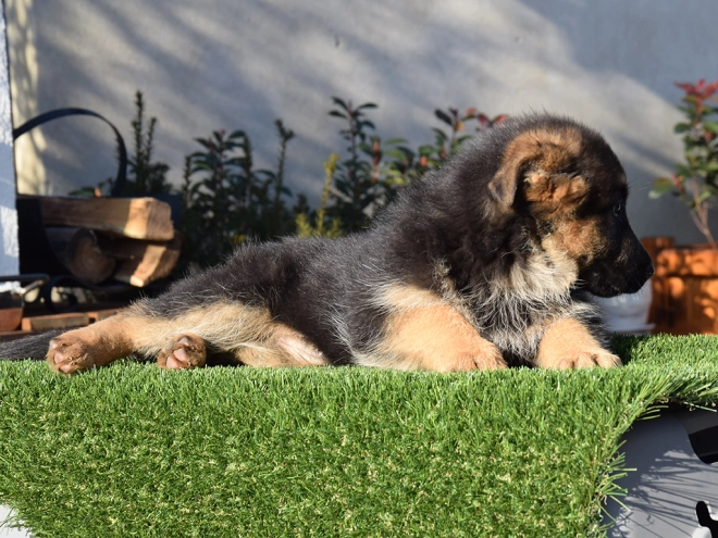 German Shepherd Dog puppy for sale