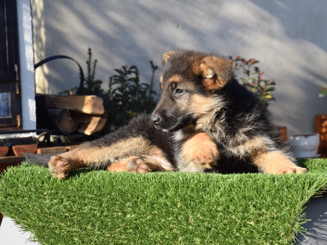 German Shepherd Dog puppy for sale