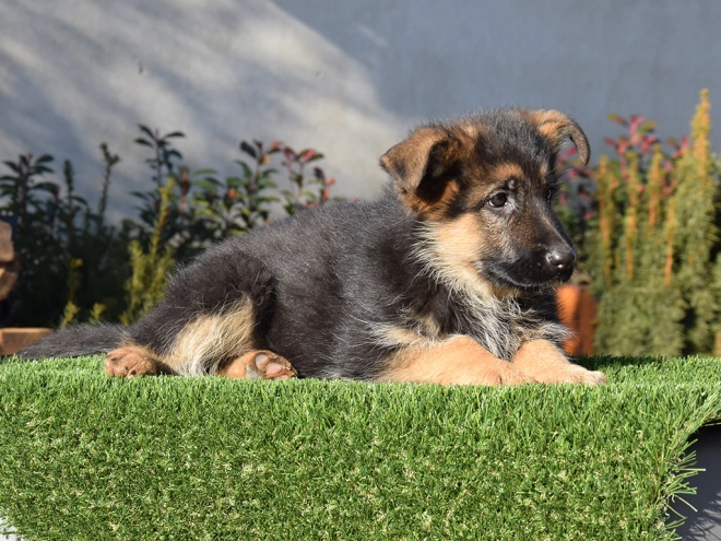 German Shepherd Dog puppy for sale
