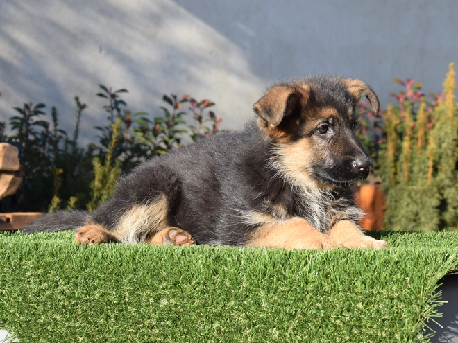 German Shepherd Dog puppy for sale