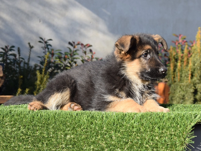 German Shepherd Dog puppy for sale