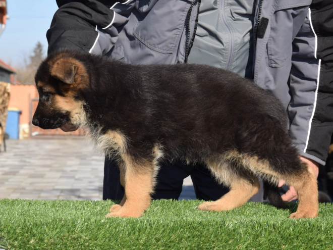 German Shepherd Dog puppy for sale