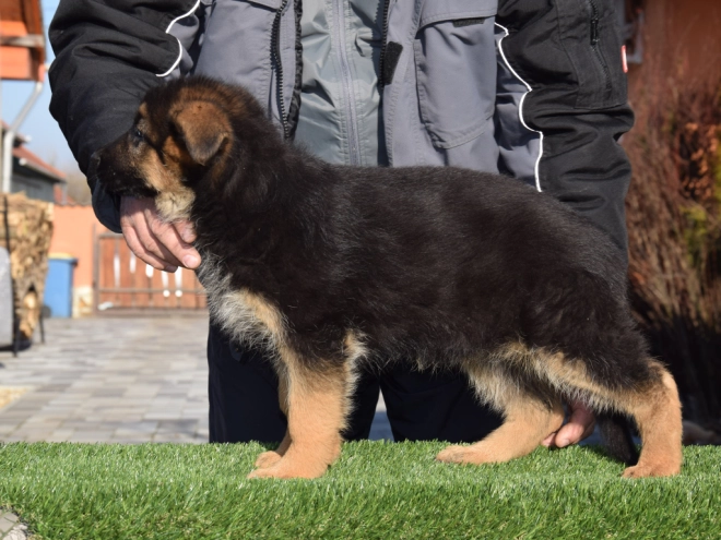 German Shepherd Dog puppy for sale