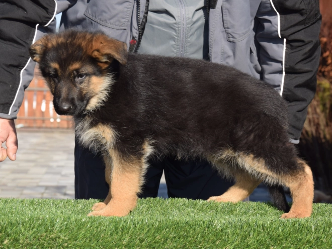 German Shepherd Dog puppy for sale