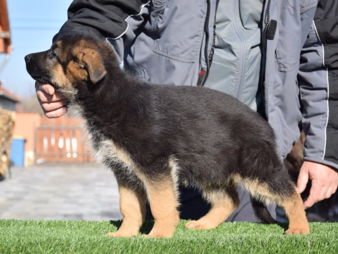 German Shepherd Dog puppy for sale