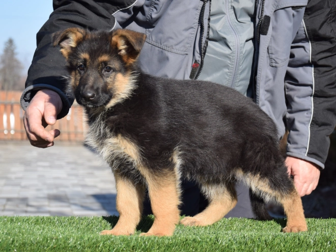 German Shepherd Dog puppy for sale