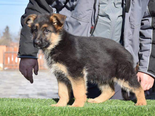 German Shepherd Dog puppy for sale