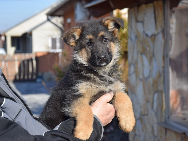 German Shepherd Dog puppy for sale
