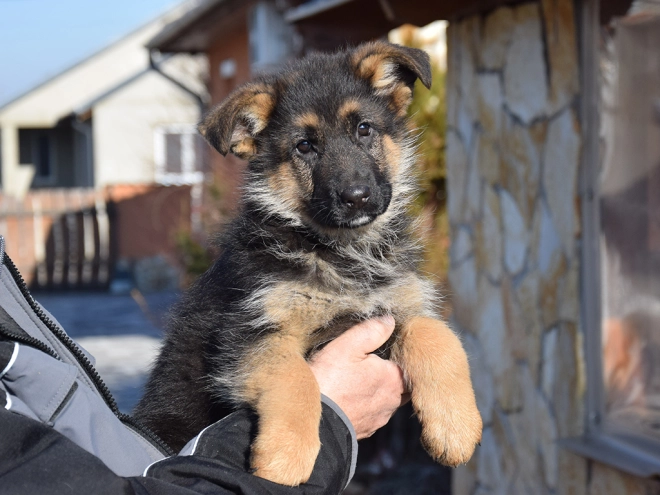 German Shepherd Dog puppy for sale