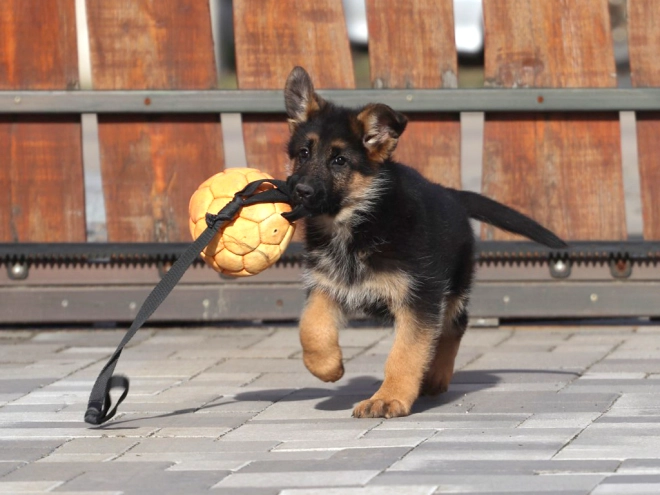 German Shepherd Dog puppy for sale