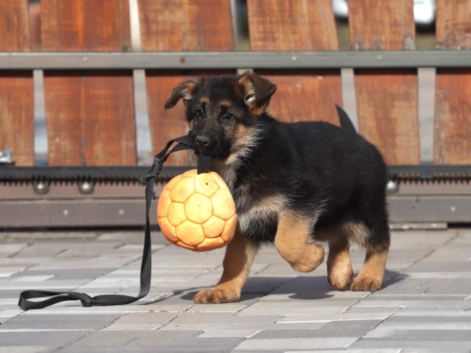 German Shepherd Dog puppy for sale
