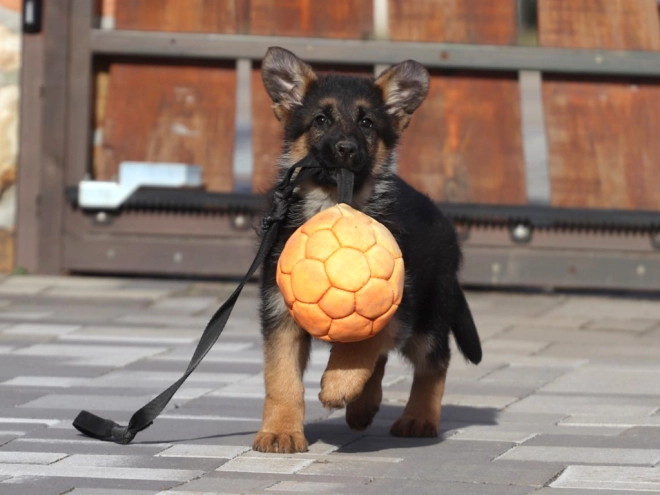 German Shepherd Dog puppy for sale