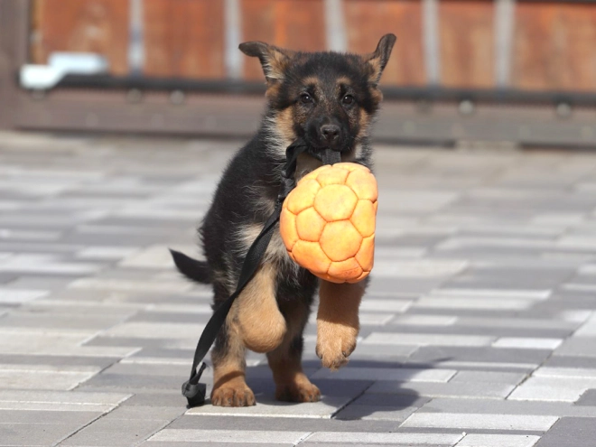 German Shepherd Dog puppy for sale