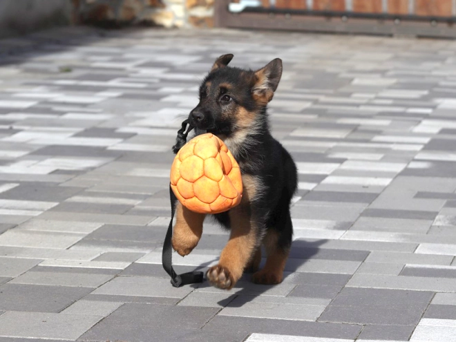 German Shepherd Dog puppy for sale