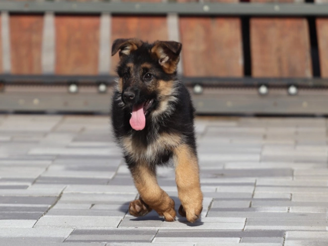 German Shepherd Dog puppy for sale