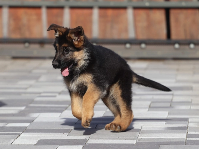 German Shepherd Dog puppy for sale