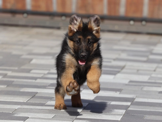 German Shepherd Dog puppy for sale