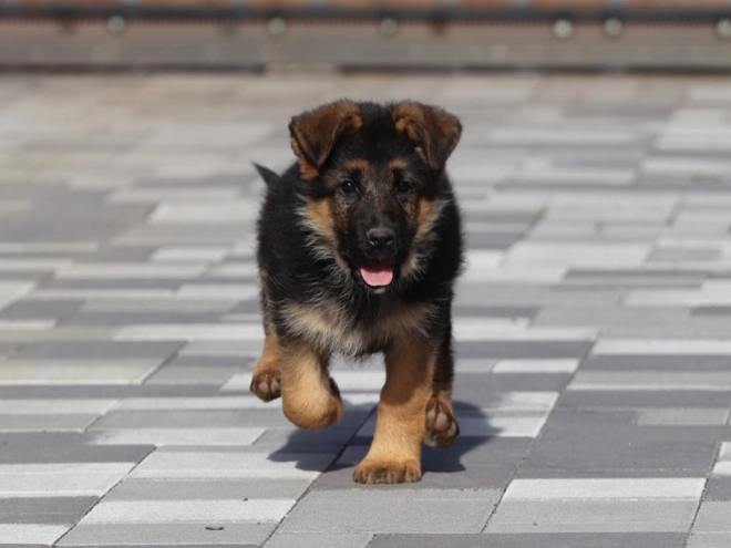 German Shepherd Dog puppy for sale
