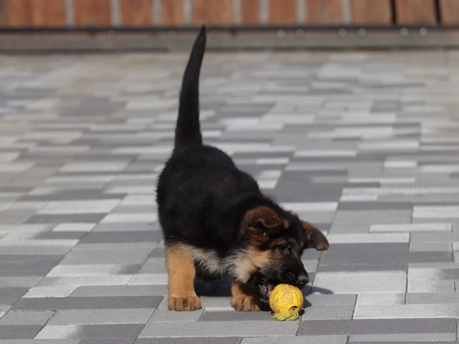 German Shepherd Dog puppy for sale