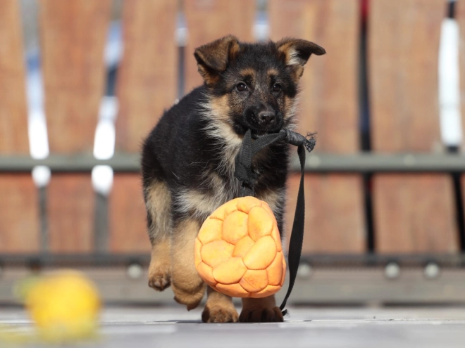 German Shepherd Dog puppy for sale