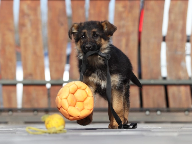 German Shepherd Dog puppy for sale