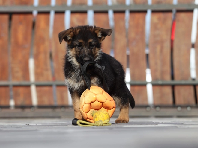 German Shepherd Dog puppy for sale