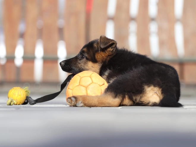 German Shepherd Dog puppy for sale