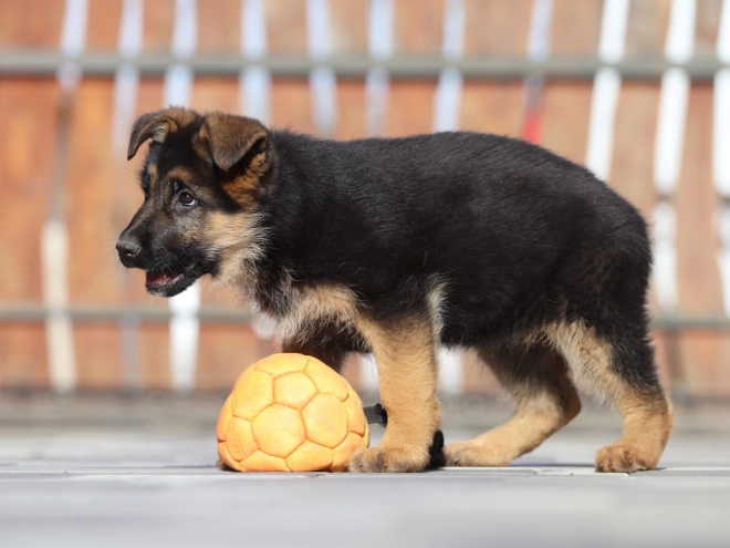 German Shepherd Dog puppy for sale