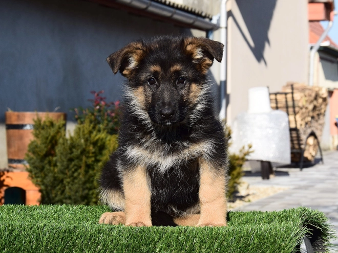 German Shepherd Dog puppy for sale