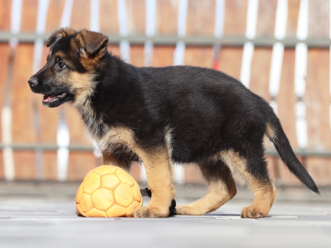 German Shepherd Dog puppy for sale