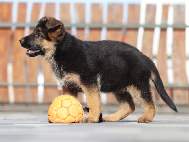 German Shepherd Dog puppy for sale