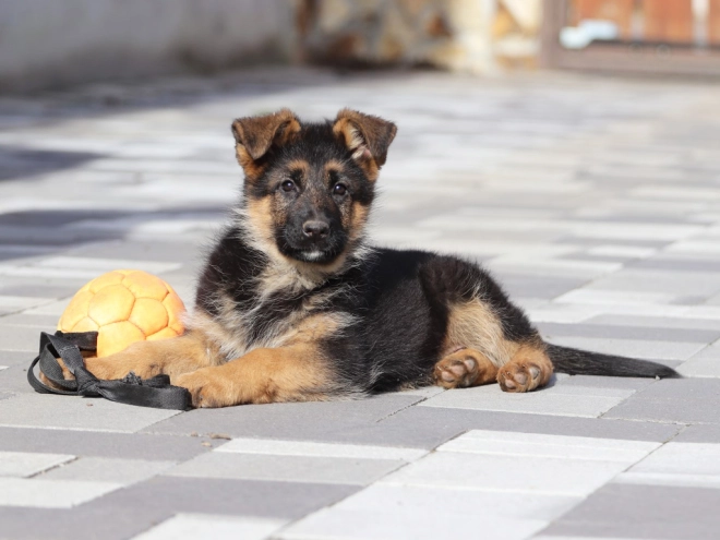 German Shepherd Dog puppy for sale