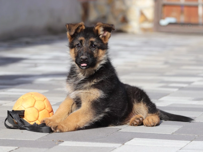 German Shepherd Dog puppy for sale