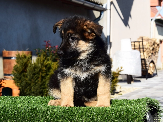 German Shepherd Dog puppy for sale