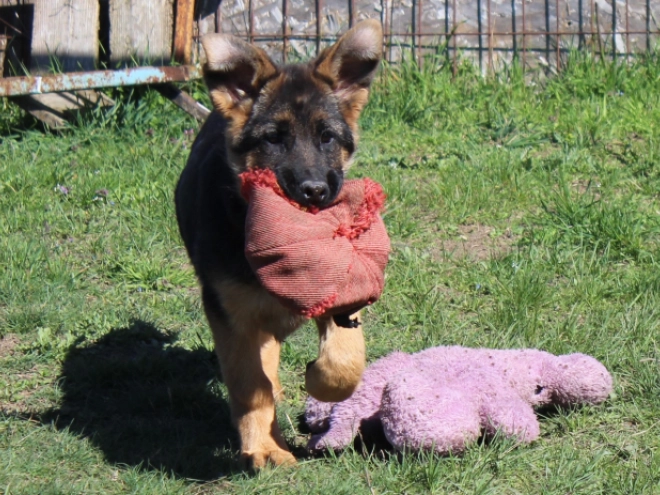 German Shepherd Dog puppy for sale