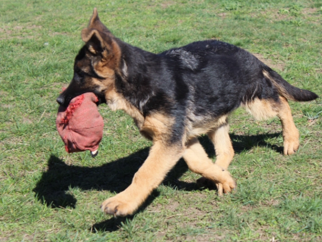 German Shepherd Dog puppy for sale