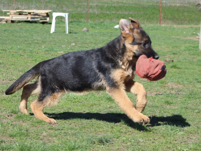 German Shepherd Dog puppy for sale