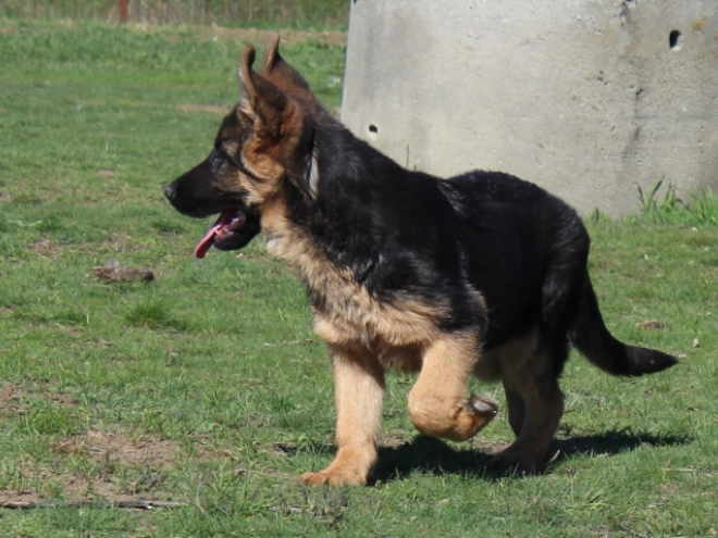 German Shepherd Dog puppy for sale